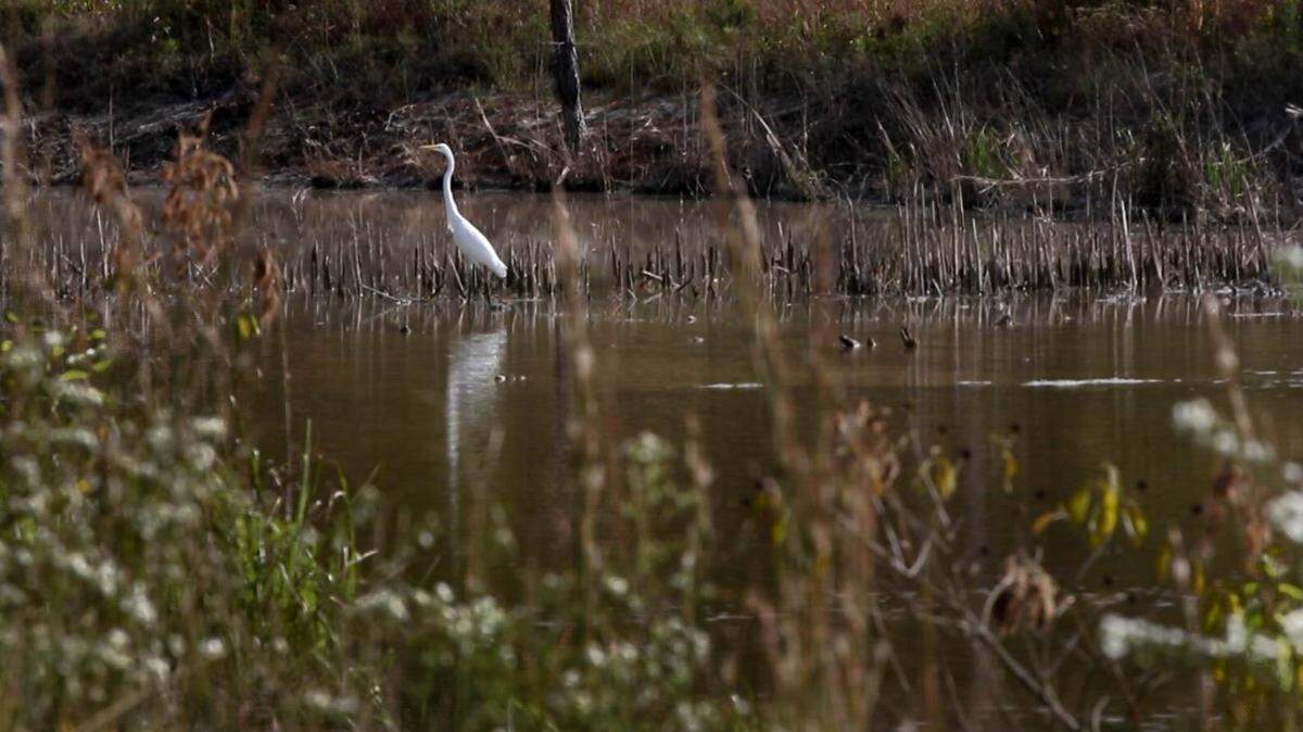 An area of wetlands has been cleared on the 12th street extension between Amazon and Nephron Pharmaceuticals.