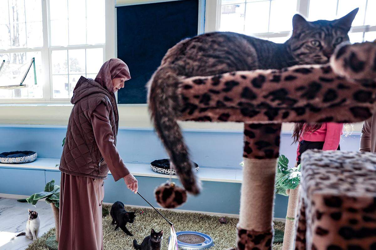 Melissa Peterson entertains cats at, Cat Daddy’s Cat Café. The cafe opened on North Main Street. A dozen cats rescued in the neighborhood reside at the cafe where patrons can enjoy their company.