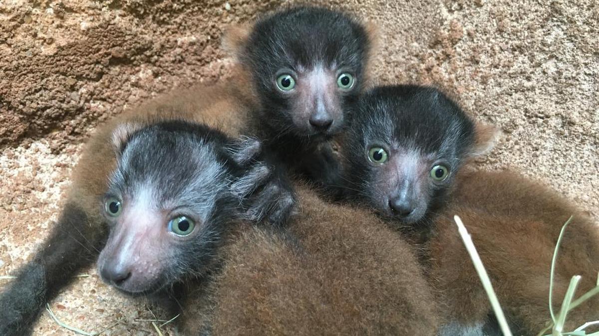 Lemur triplets born at the Riverbanks Zoo are now on view to the public.