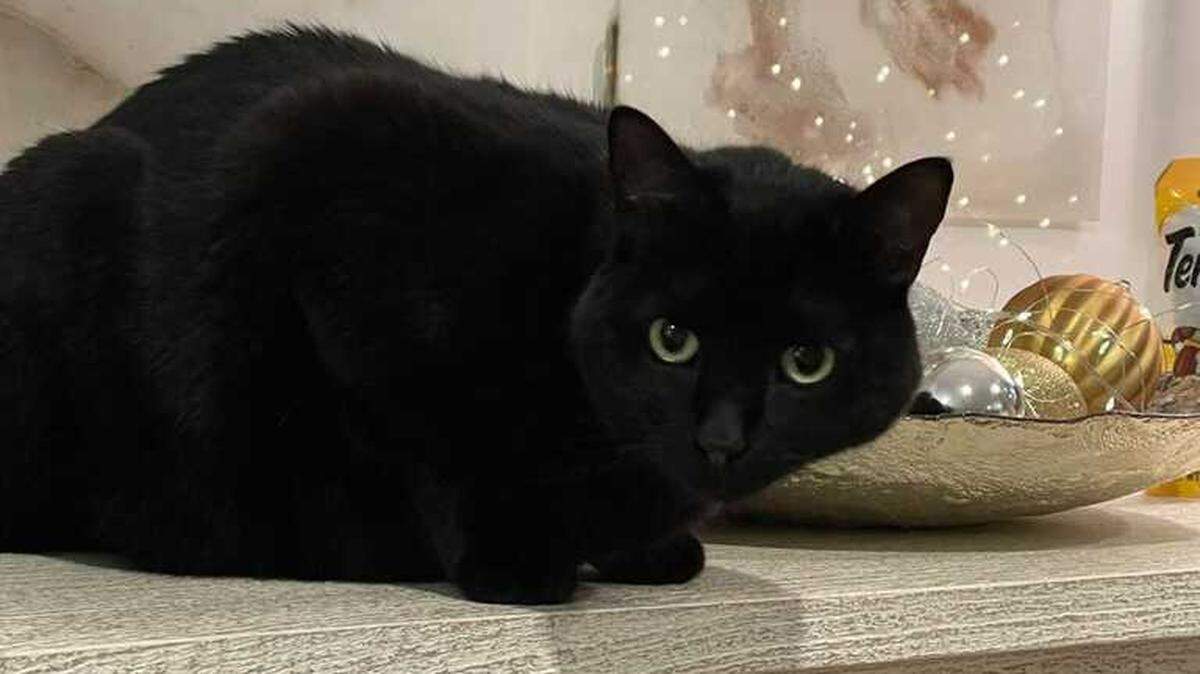 Jim Bowie’s cat, Cleo, went missing from the family’s Kings Grant neighborhood on Monday, May 1.