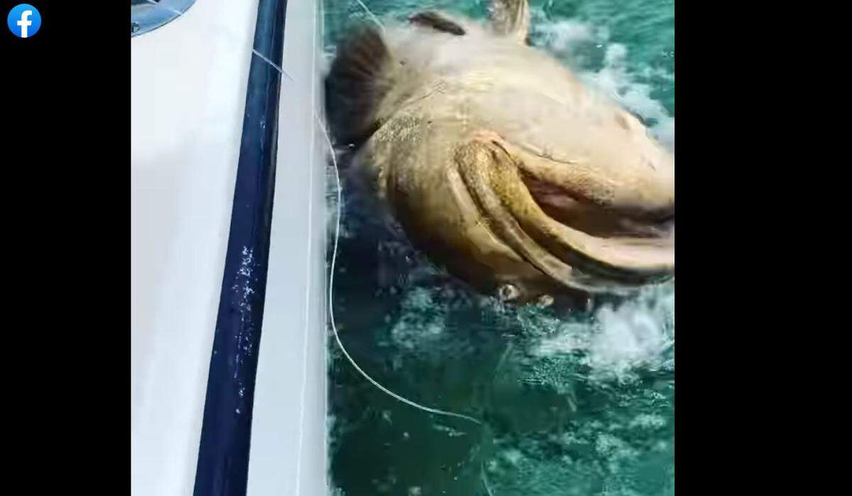 A 400-pound Goliath Grouper was recently caught in South Carolina waters.