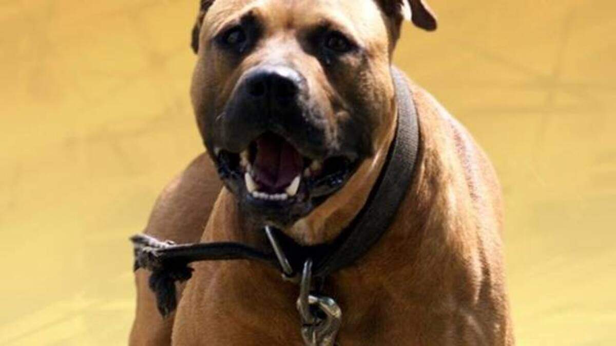 Pit bulls have a fierce reputation and have been involved in many attacks on people.