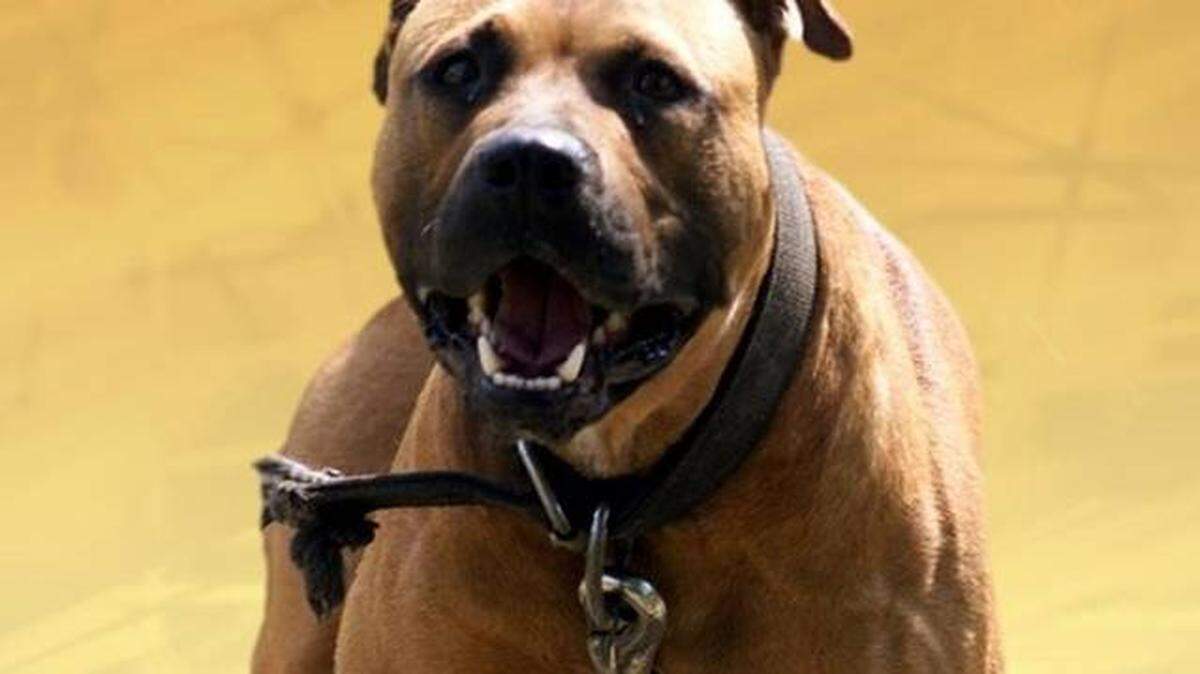 Pit bulls have a fierce reputation and have been involved in many attacks on people.