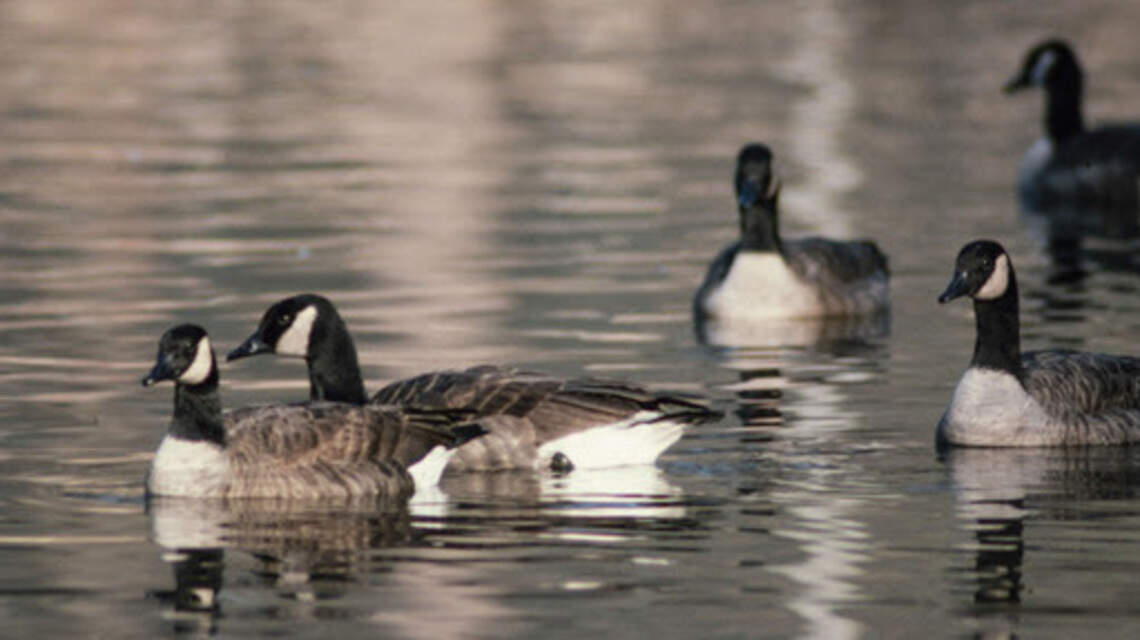 Something’s killing Canadian geese in SC. Here’s what’s you should know