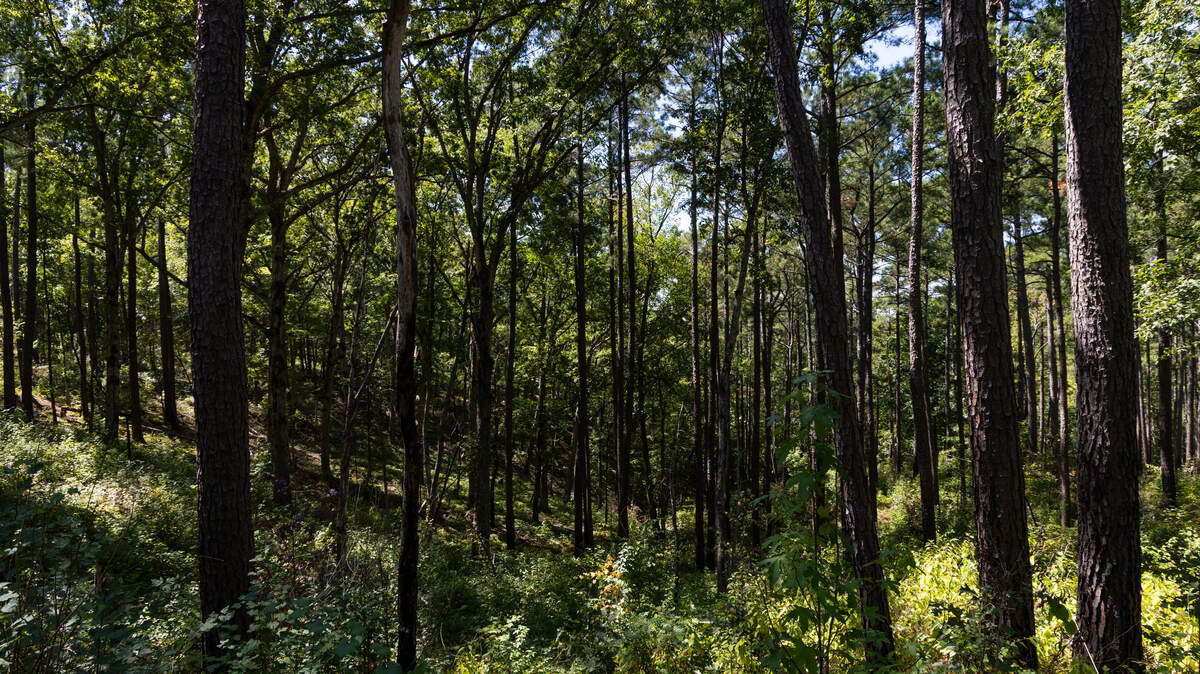 Trees grow near the Broad River and Clark’s Creek in the Sumter National Forest on Thursday, September 18, 2025. Maintaining healthy forests protects water quality and prevents sprawl, say environmentalists and some politicians.