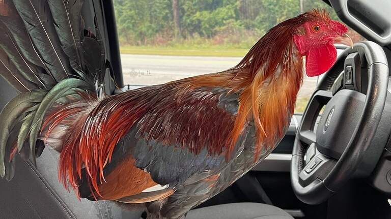 Have bird, will travel: South Carolina’s Sir Big Spur embarks on longest football road trip