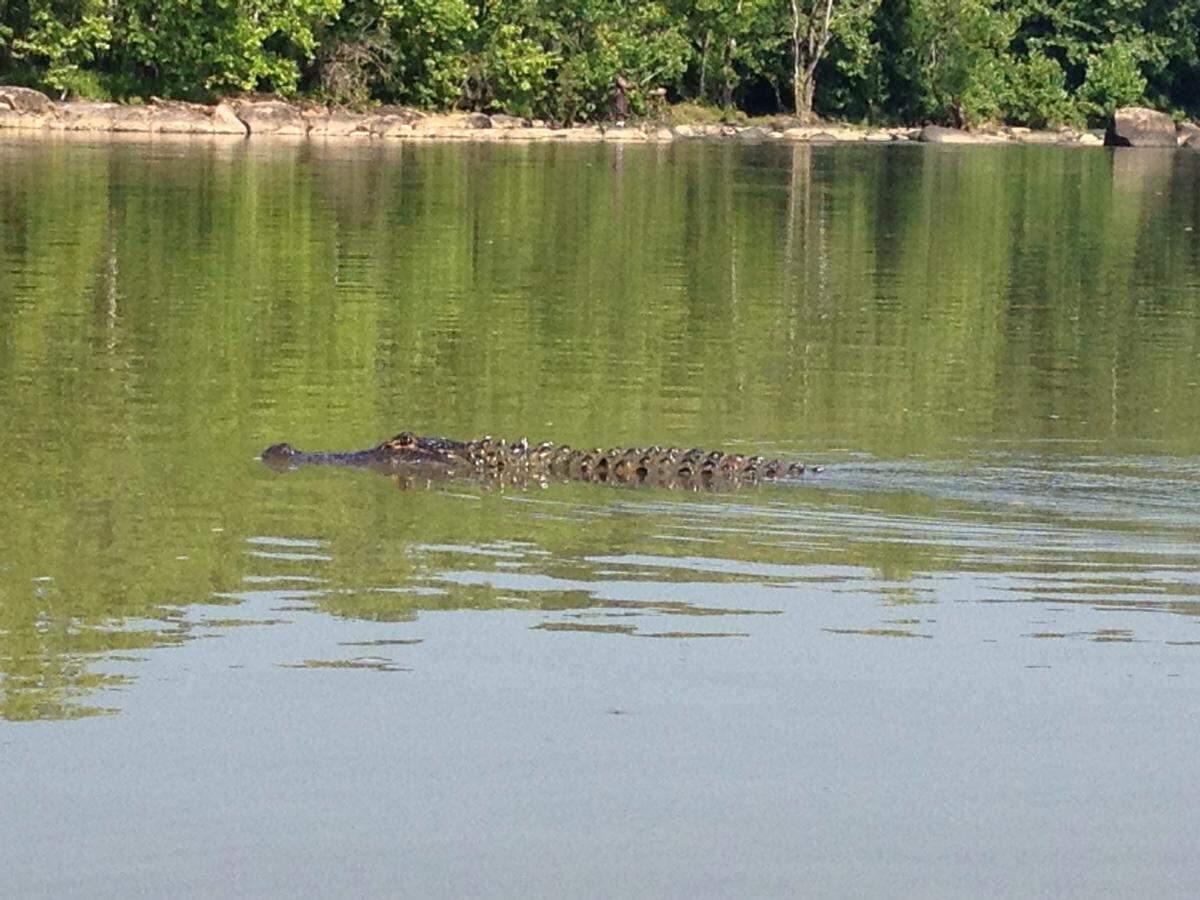 An alligator swims in the Broad River at Riverfront Park a few years ago.