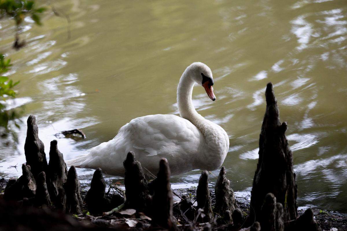 The Swan Lake Iris Gardens is a local treasure in Sumter. It contains all eight species of swans and a variety of Japanese Irises. The gardens are receiving $1.5 million in state funding. The funding was acquired through legislative earmarks.