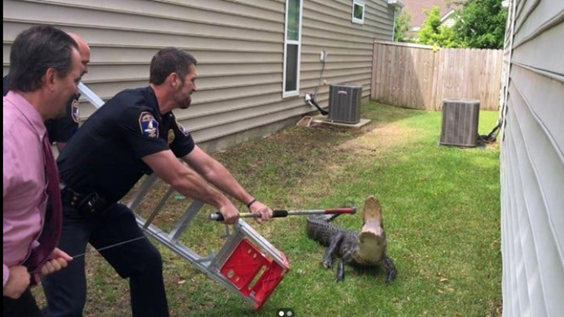 Charleston, South Carolina police wrangled an alligator Thursday.