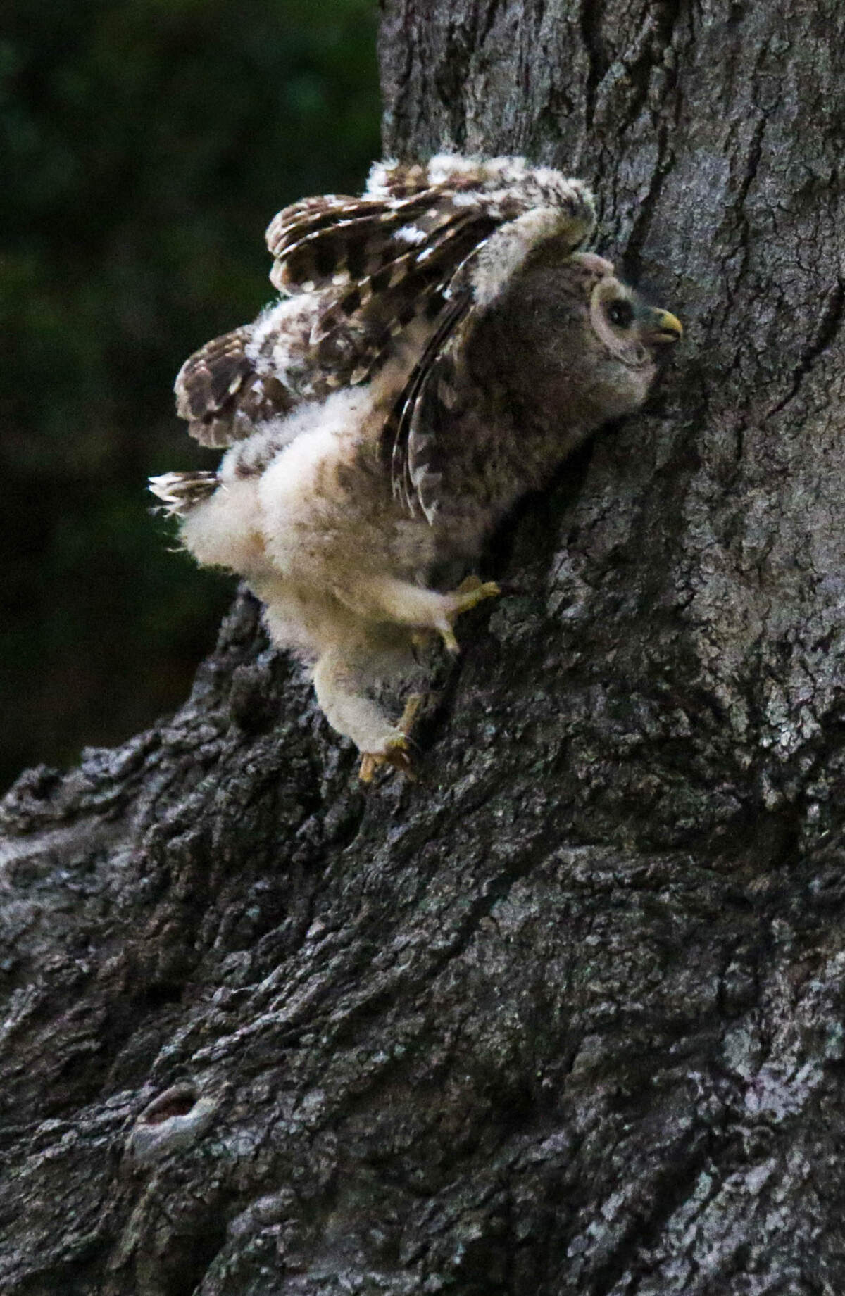A baby Barred owl tries to climb up a tree to get back to its nest in a tree in Melrose Heights. Neighbors have been keeping an eye on the bird, who is too young to fly, and have made a nest for it, a little lower to the ground.