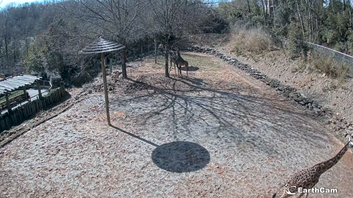 Greenville Zoo’s giraffe family walks around their paddock on Monday.