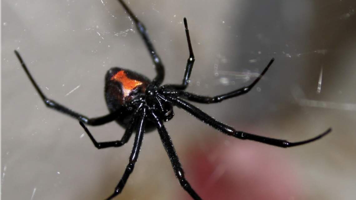 You may be inadvertently inviting black widow spiders into your SC home. Here’s how
