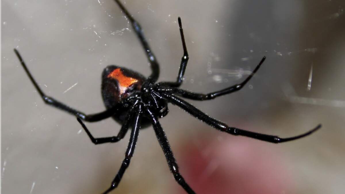 An image of a black widow spider.