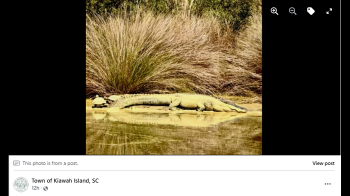 A man playing golf on Kiawah Island, South Carolina, encountered this “rare yellow alligator,” according town officials.