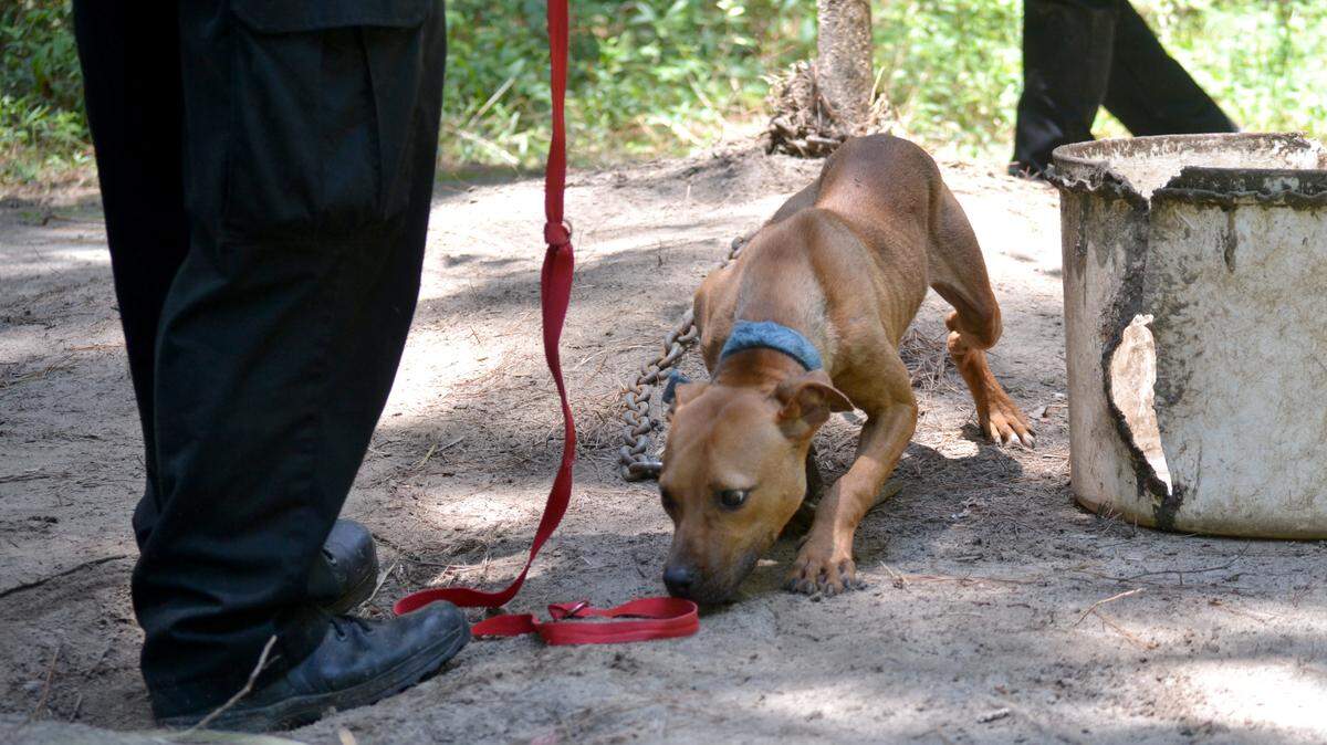Nearly 30 dogs were found when a Midlands dogfighting ring was broken up.