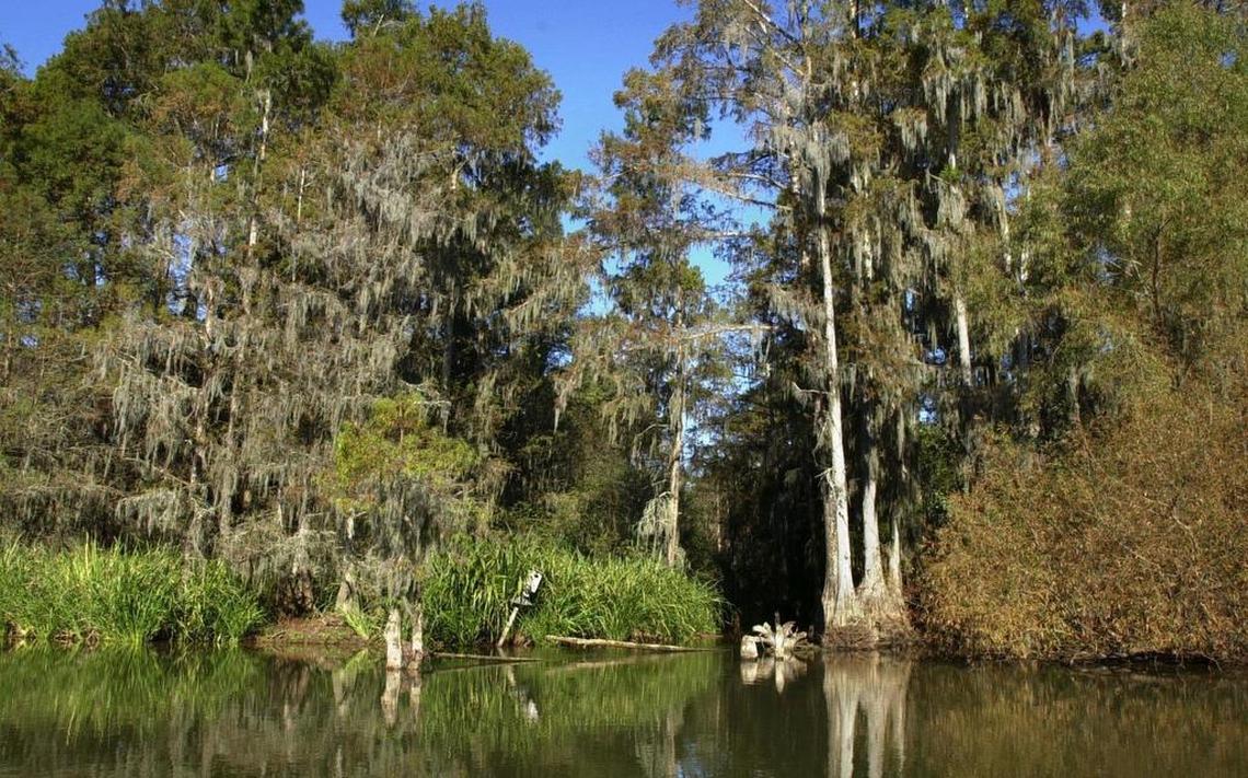 A view of Santee State Park from Lake Marion