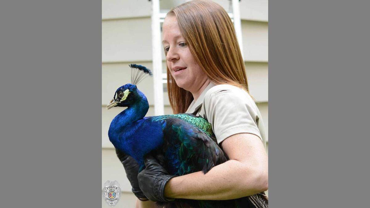 A member of the Spartanburg Police Department's Animal Services unit holds a peacock she retrieved in the road.