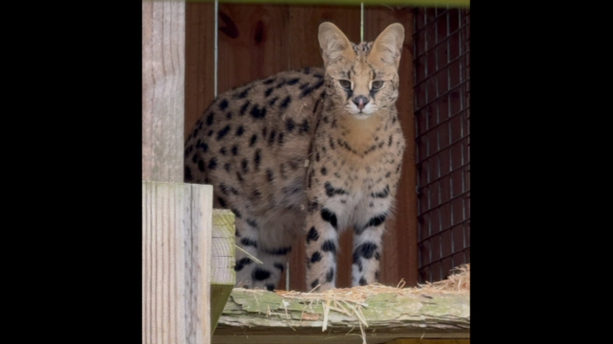 The Serval cat, named CJ, has not been recovered and investigators suspect she was taken from the county, the Anderson County Sheriff’s Office says. 