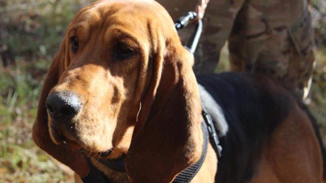 Marion County Sheriff’s Office K-9 Kilo was shot after escaping his enclosure.