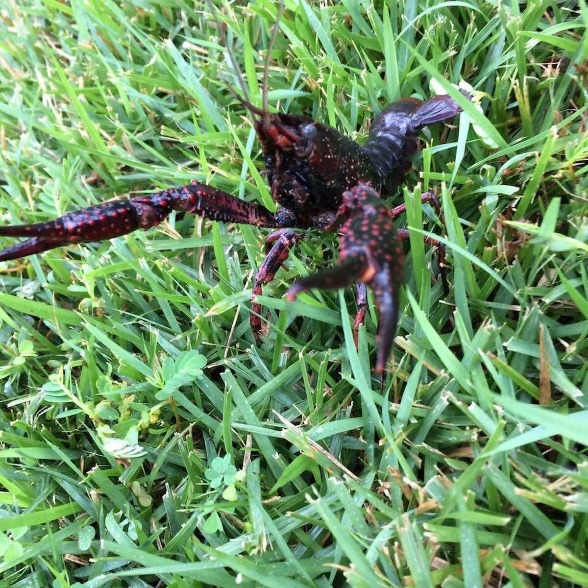 Crawfish infested a yard in Lake Murray following Hurricane Michael.