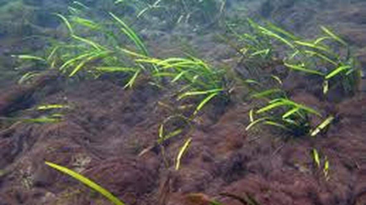Lyngbya algae is a type of blue-green algae that can be toxic for humans or pets. Lake Wylie is one of several area water bodies to see growing acreage of it.