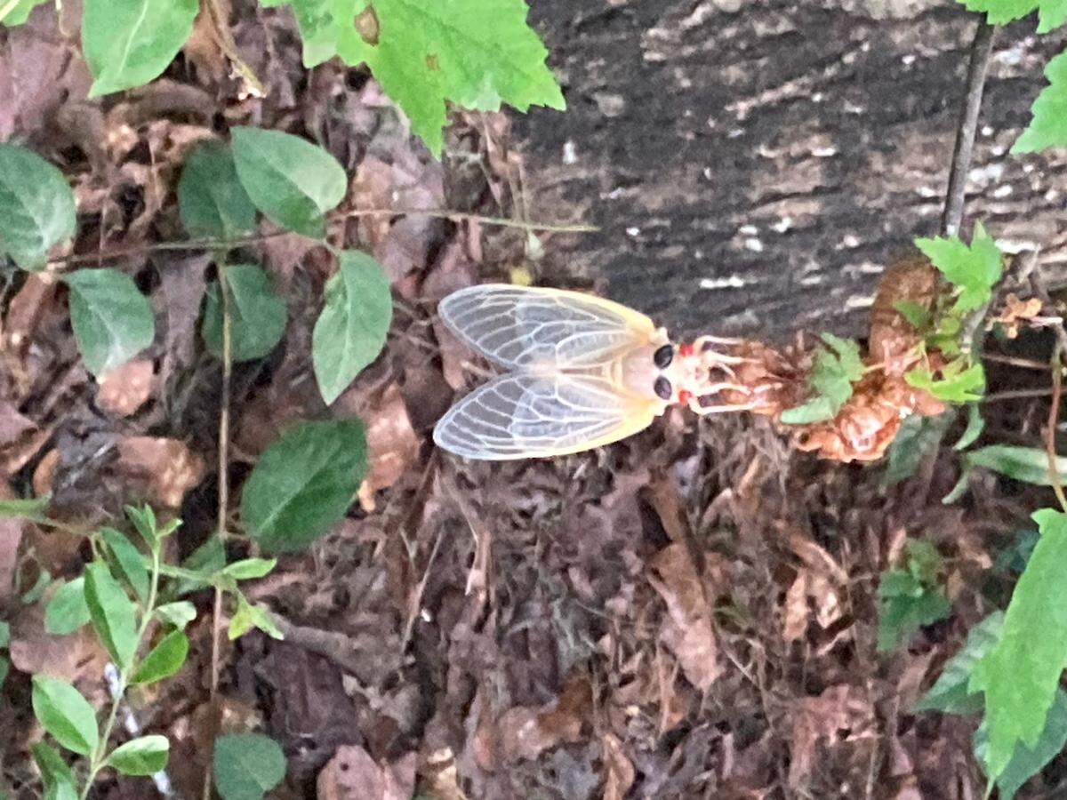 Lily Hurley, 12, wants to be outside as much as she can to hold the cicadas appearing in her yard.