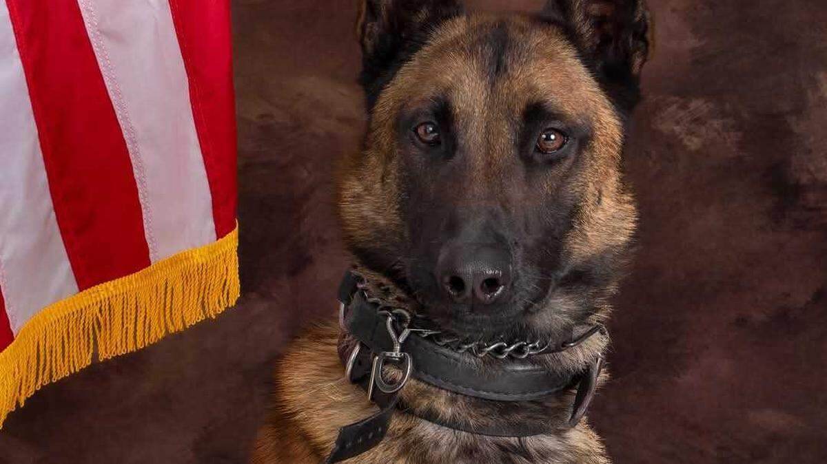 Richland County Sheriff Deputy K9 Kiro, a 5-year-old Belgian Malinois, was shot in the ear while pursuing a man suspected of breaking into cars at an apartment complex in Columbia on May, 21, 2025.