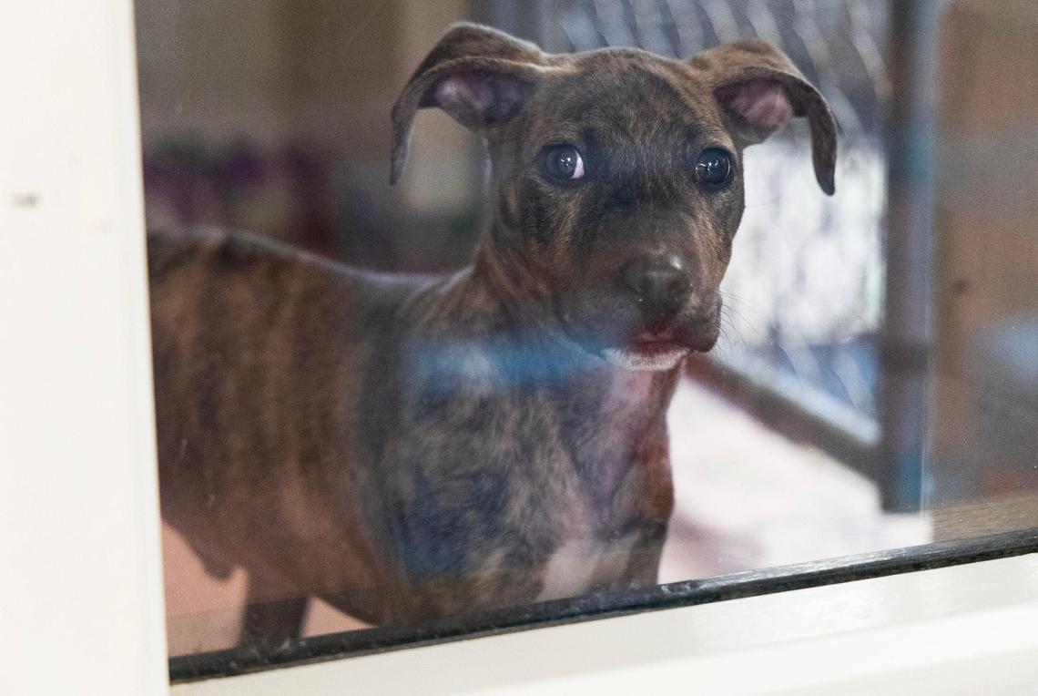 The City of Columbia Animal Services building on Thursday, November 16, 2023.