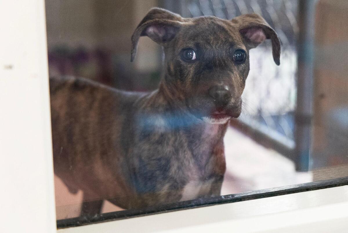 The City of Columbia Animal Services building on Thursday, November 16, 2023.