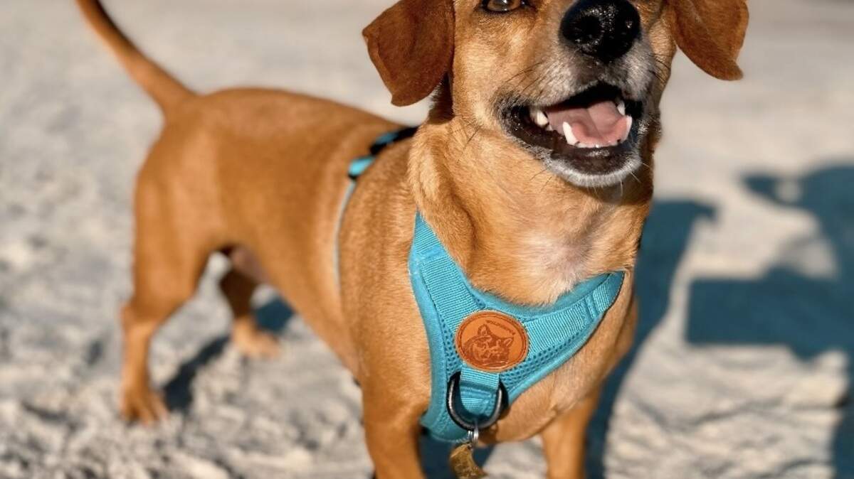 Vote in The State’s cutest dog in Columbia poll.
