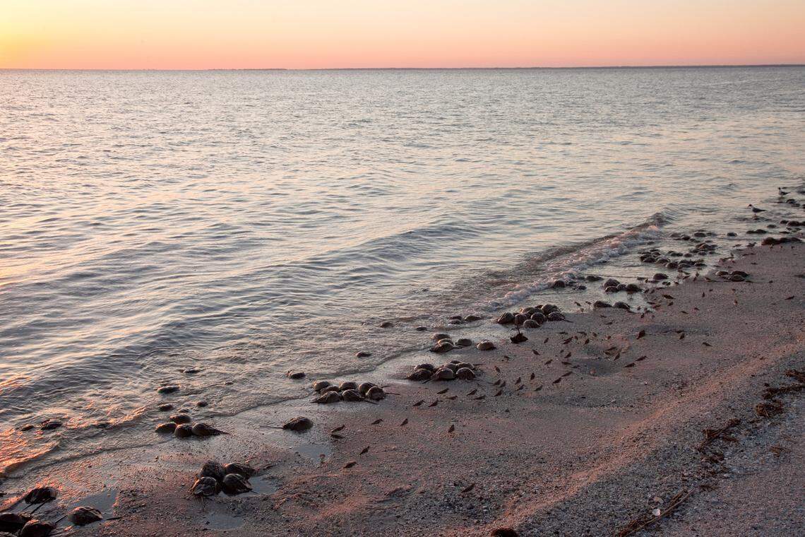 New research shows South Carolina is more of significant stopping ground for rare shorebirds than previously thought. Delaware Bay, pictured here, has received more attention and protection.
