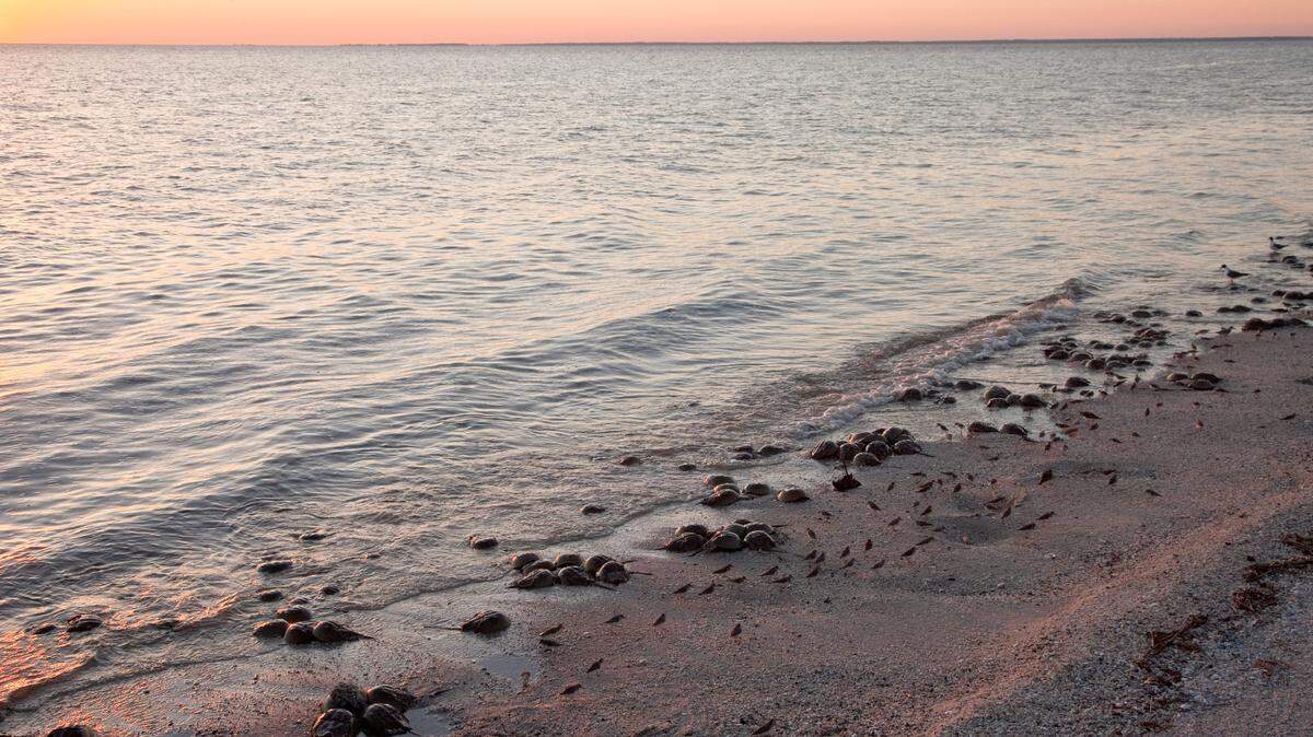 As calls rise for horseshoe crab harvest limitations, SC agency may allow more ‘pillage’