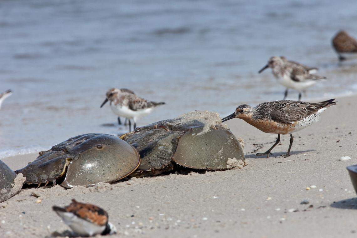 A red knot picks eggs off the shell of a female horseshoe crab. The male crab is the smaller one behind her.