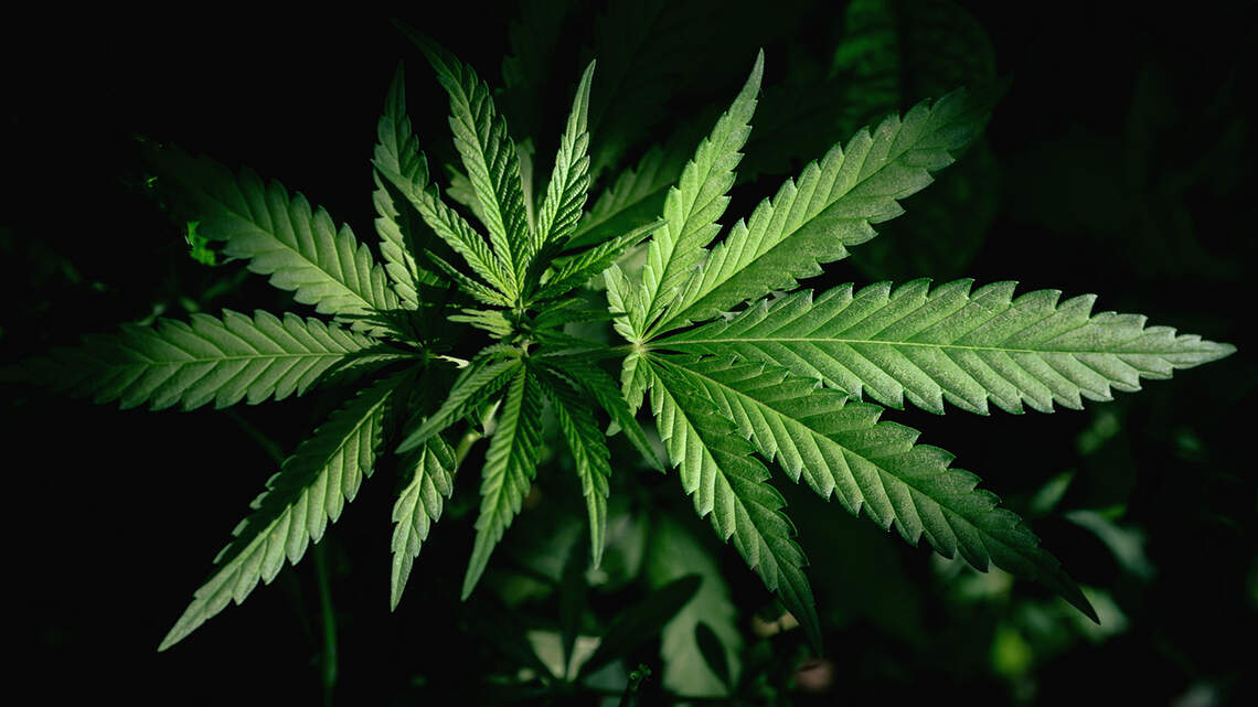 Criminalizing marijuana unfairly hurt many. It’s time for NC to legalize it.