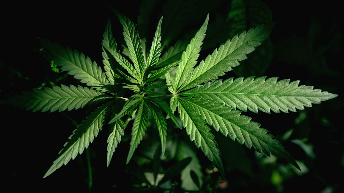 Nearly 900 pounds of marijuana was confiscated after a drug bust, according to the Berkeley County Sheriff’s Office.
