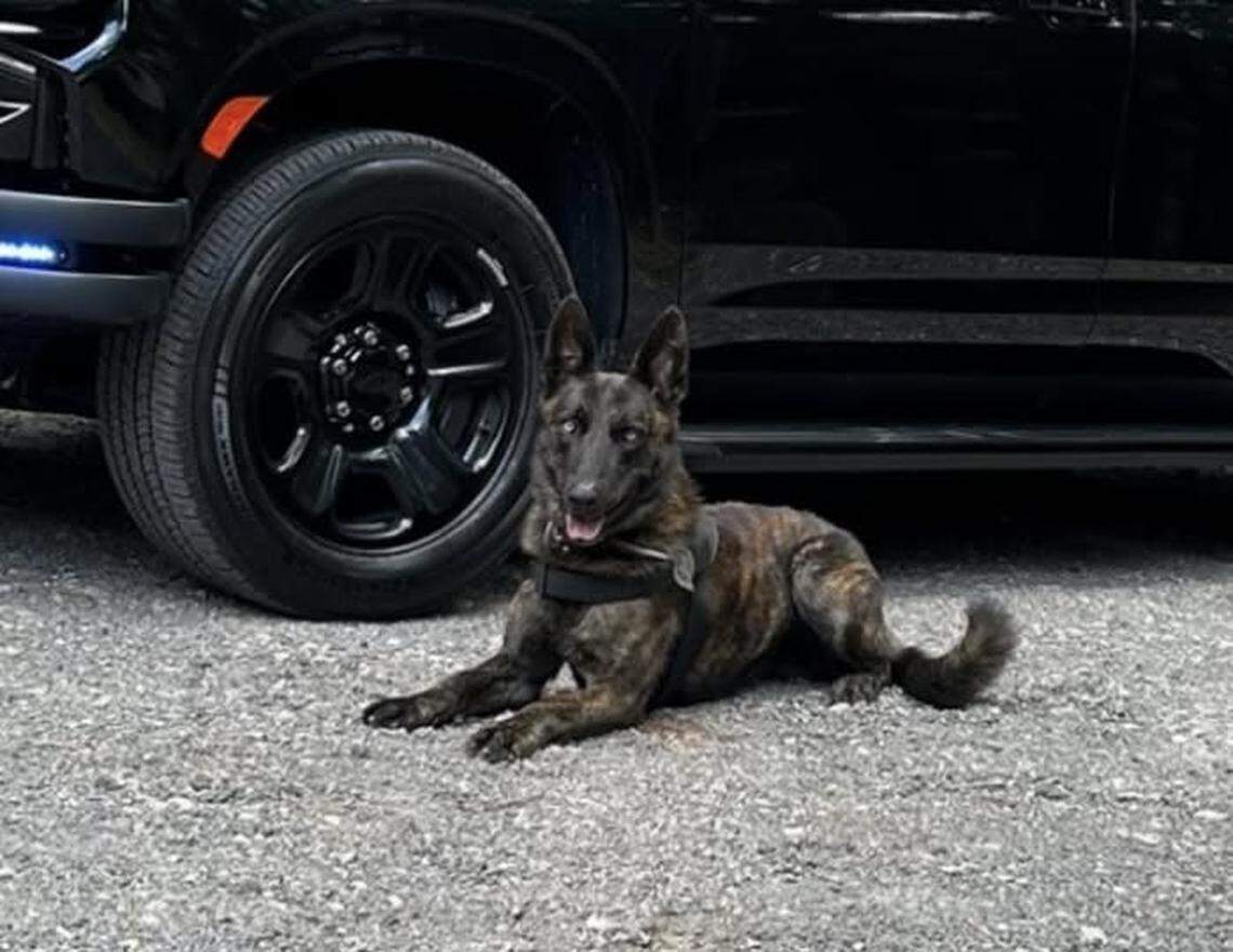 K9 Sam helped locate a person who was charged with multiple crimes.