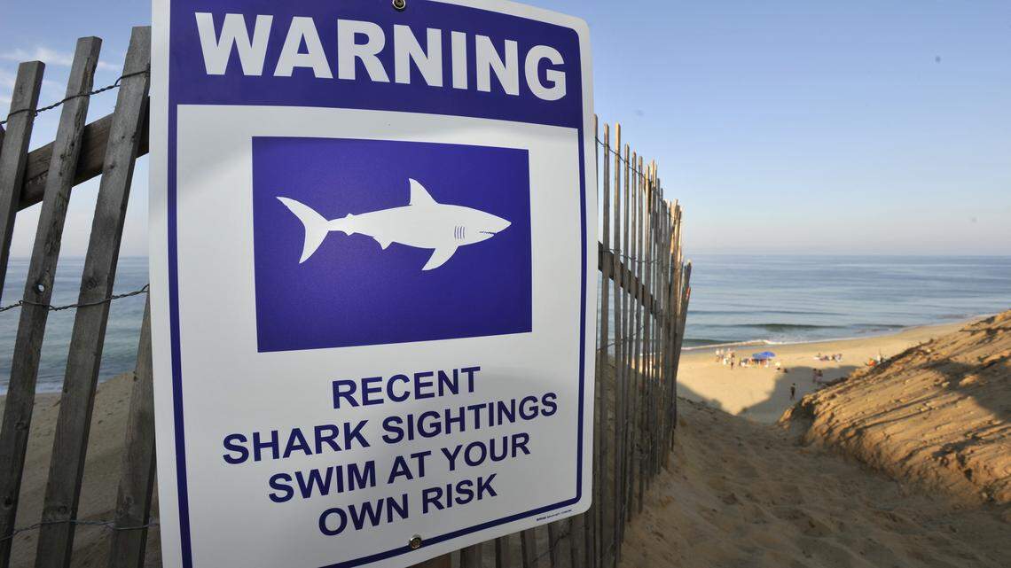 A sign warns visitors to Long Nook Beach of recent shark sightings, Wednesday, Aug. 15, 2018 in Truro, Mass.  A man swimming off Cape Cod was attacked by a shark on Wednesday and was airlifted to a hospital. It was the first shark attack on a human on the popular summer tourist destination since 2012.