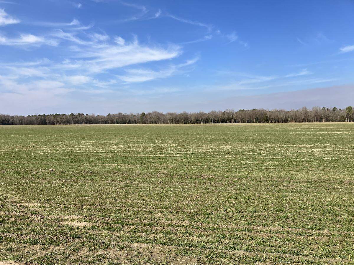 Agricultural fields in Darlington County were fertilized with a textile plant’s sludge in the 1990s. The sludge, once touted as a cheap and safe way to enrich cropland, was later discovered to contain toxic chemicals. (photo taken Feb. 10, 2026)