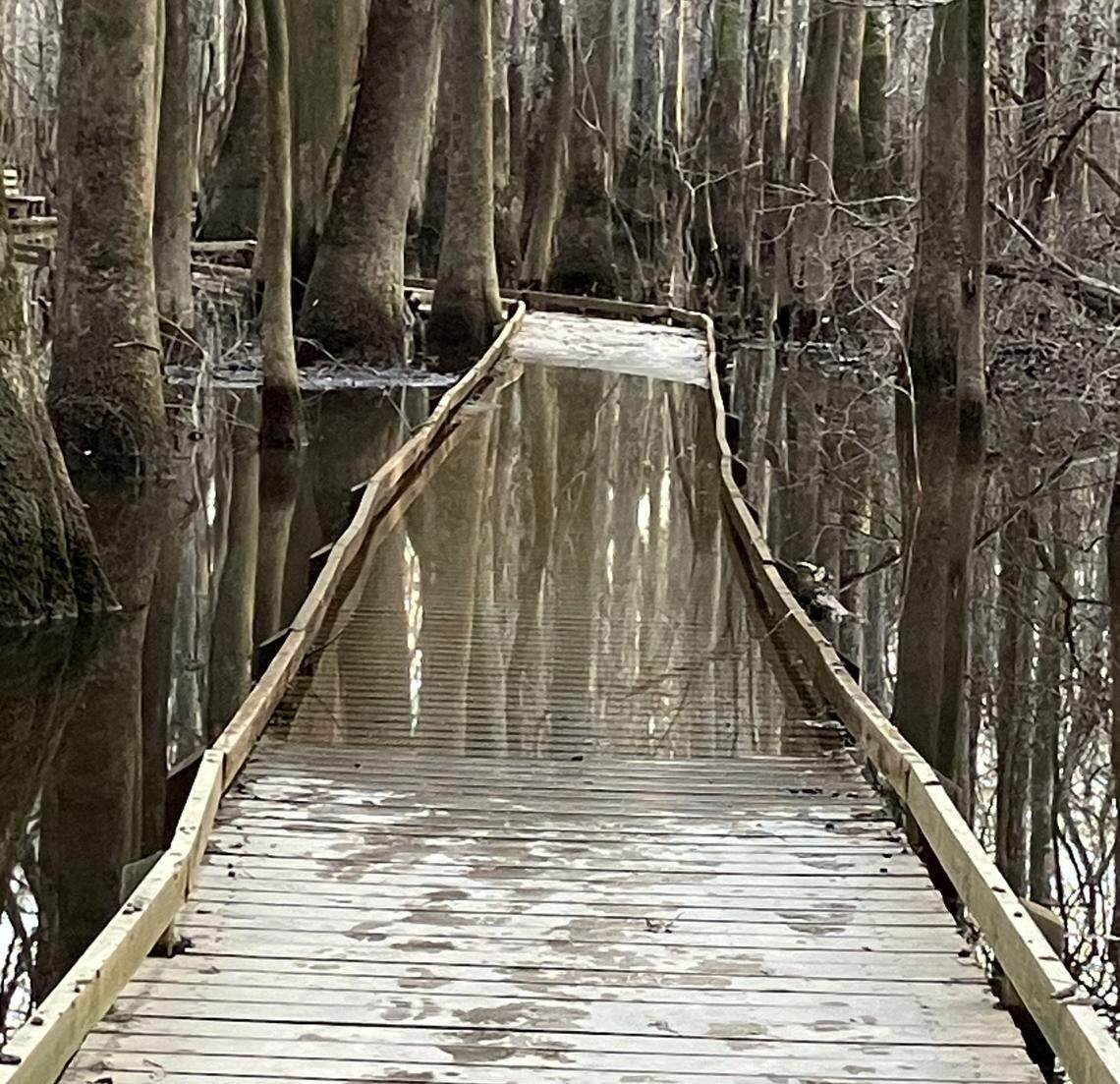 Part of the boardwalk at Congaree National Park was sagging and flooded the afternoon of Feb. 21, 2025. The National Park Service had scheduled repairs for parts of the boardwalk through the South Carolina park.
