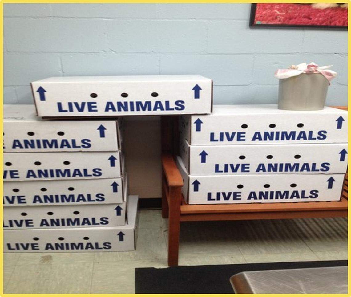 Boxes like these are used to ship animals overseas from the U.S.