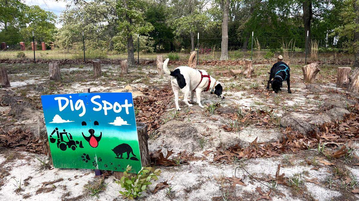 A pair of dogs enjoy a Sniffspot dog park in rural Lexington County.