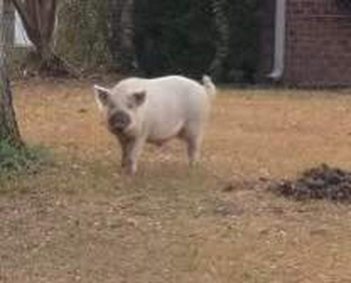 South Carolina DNR is assisting police in the search for a pig wreaking havoc in the Midlands.