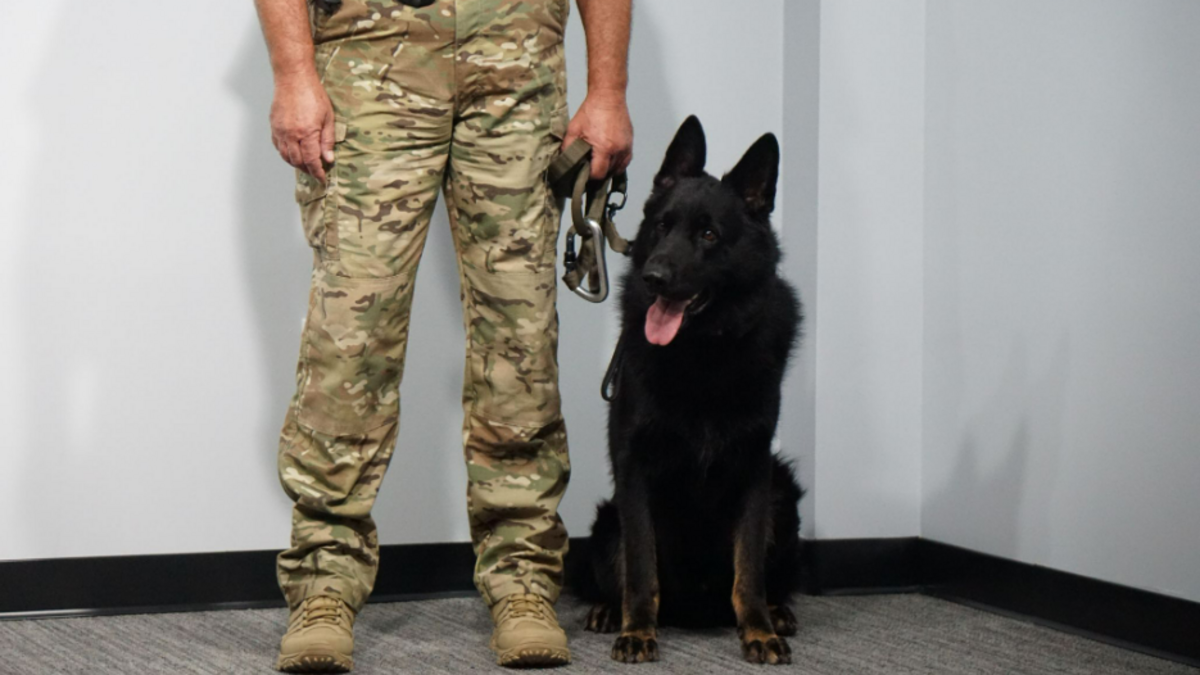 4-year-old Czech Shepherd, Hammer, rescued a missing woman from the Calhoun County woods in July.
