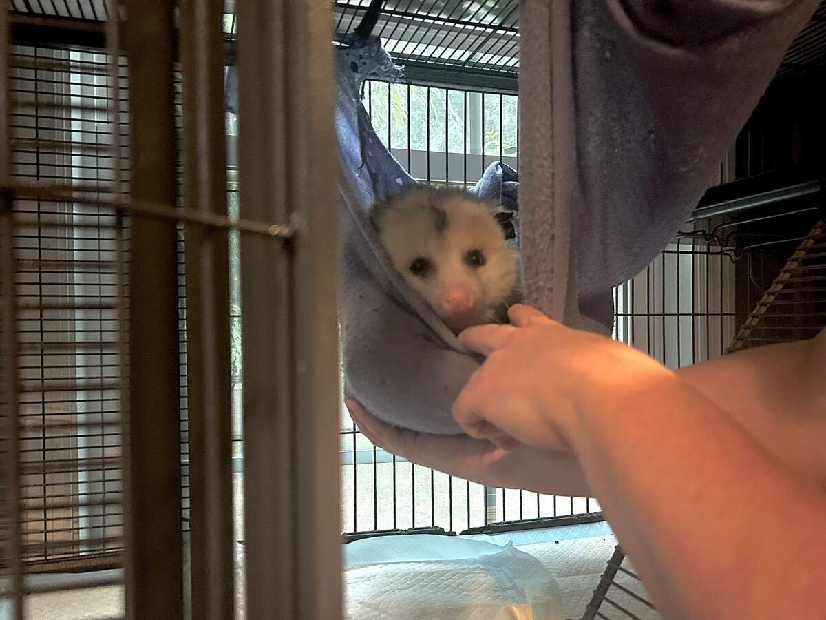 Opossum sits in a hanging blanket in its cage at Snug Harbor Wildlife Rescue.