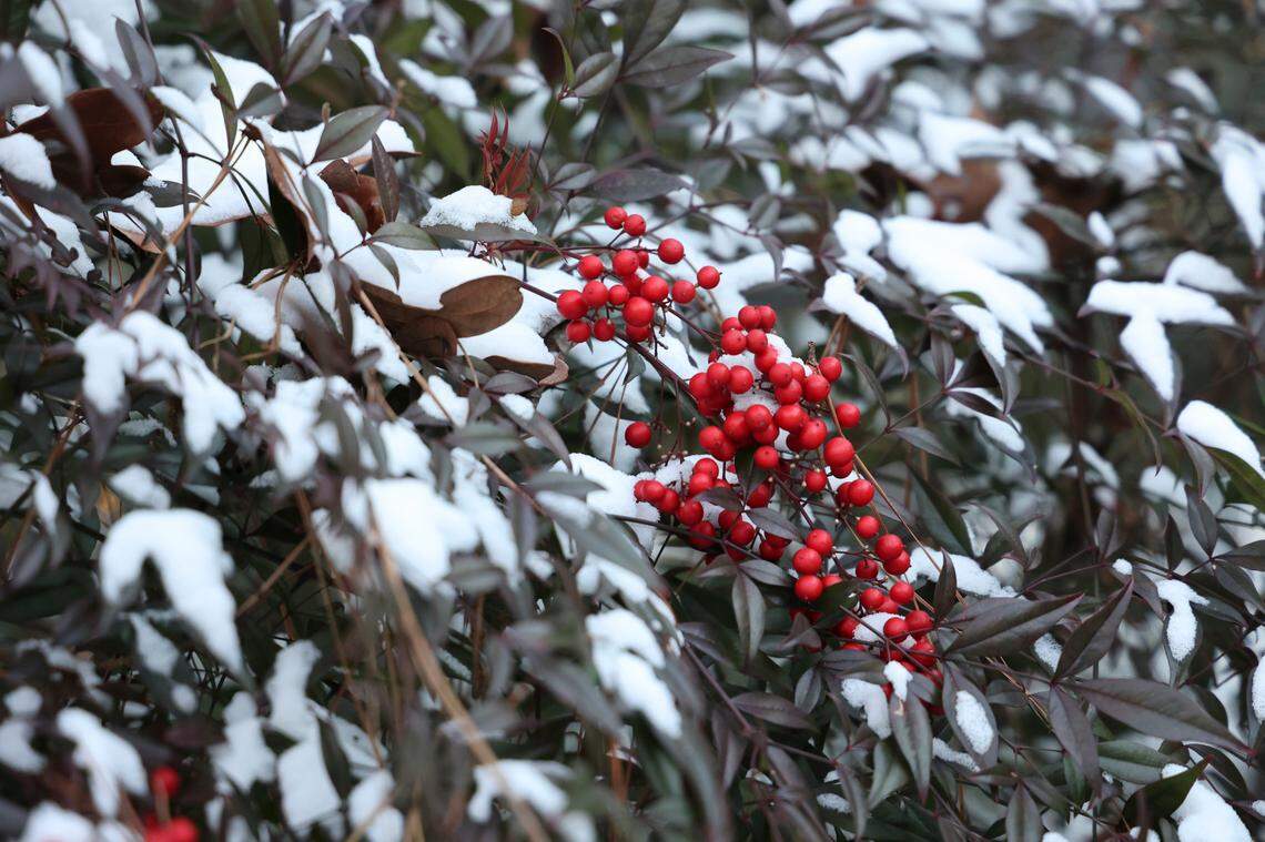 Snow in the South Kilbourne neighborhood after a dusting of snow blankets Columbia on Wednesday, Jan. 22, 2025.