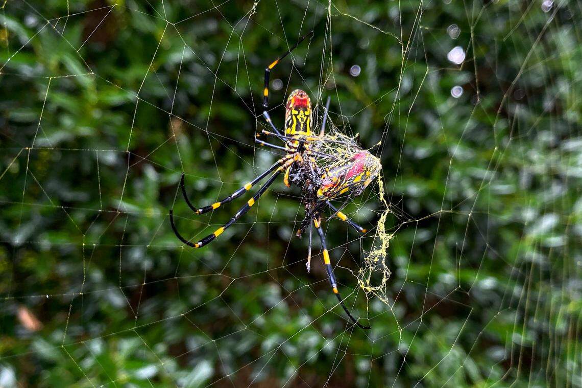 The joro spider is probably making its way to NC, entomologists say. But two spiders that look and perform similarly have been in NC for a long time. 