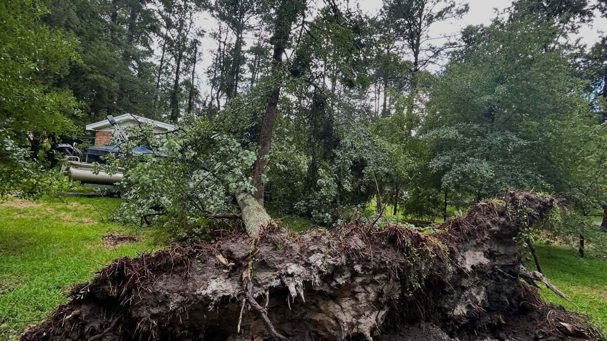 Numerous trees were downed and dozens were without power Monday afternoon in Forest Acres after a thunderstorm “microburst” hit the small Midlands city.