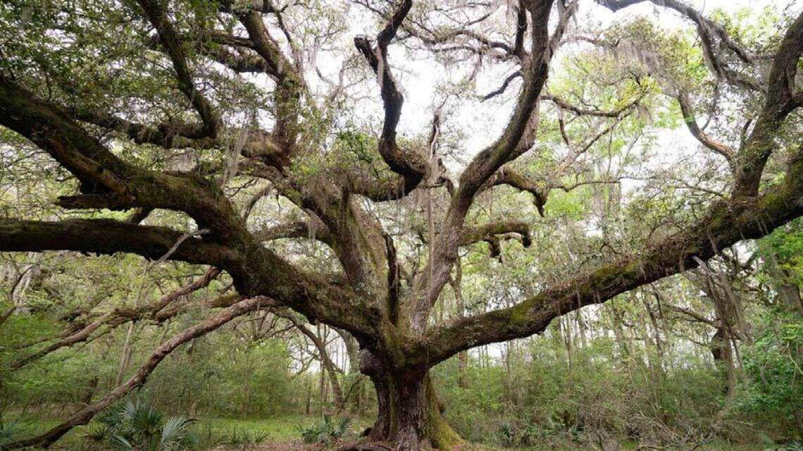 Wild, historic land to become state-owned forest along I-95 corridor in SC