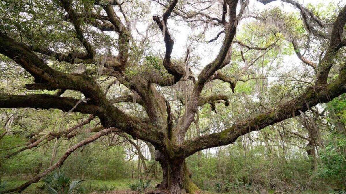 This property is part of about 1,700 acres being protected in SC’s Lowcountry for a future state forest.