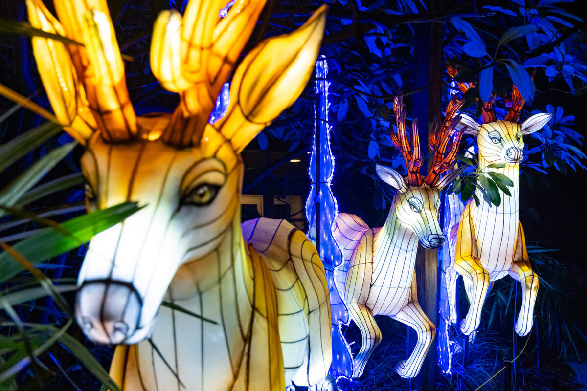 The Riverbanks Zoo and Garden shows a preview of Wild Lights on Thursday, November 14, 2024. The handmade lanterns in the shape of animals, real and fantasy, are on display until January 12. 